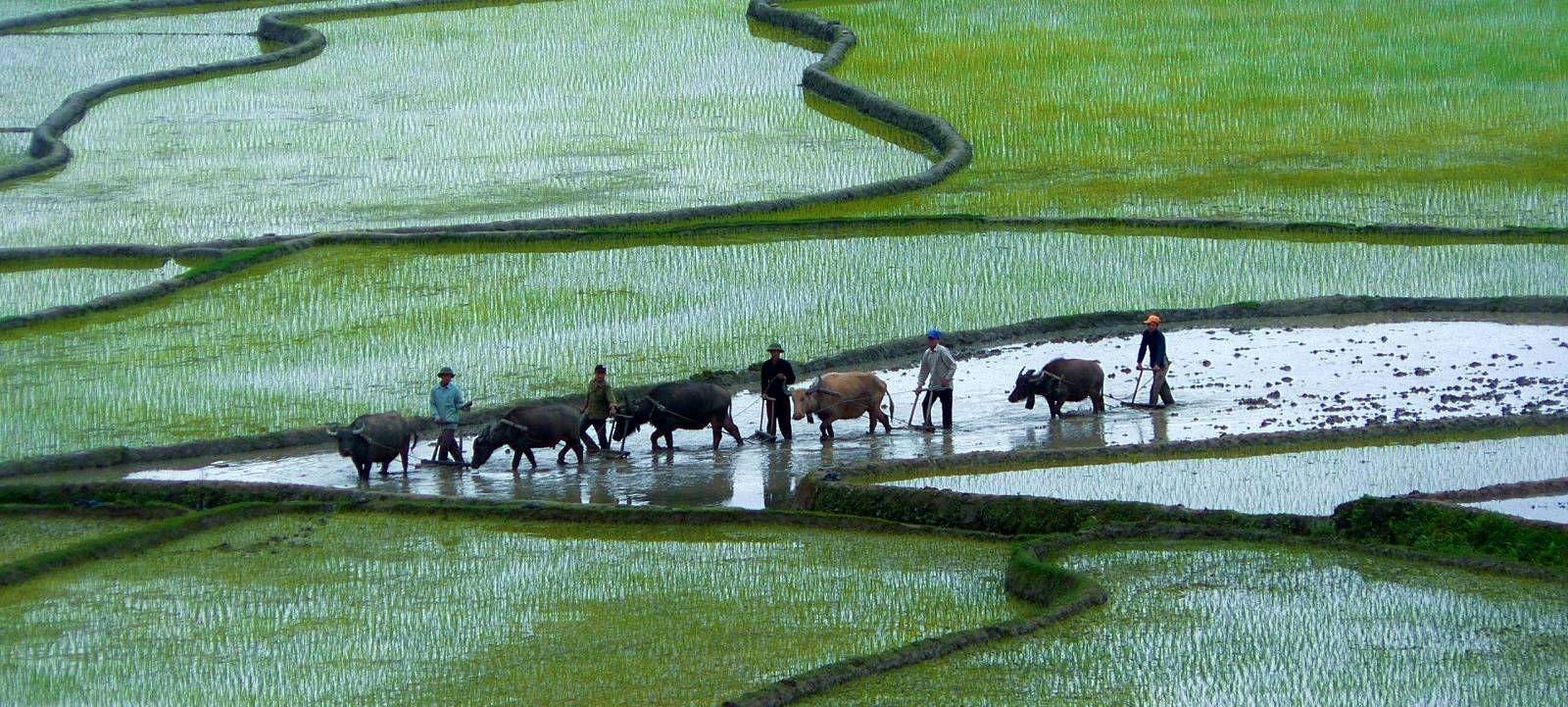 Local farmers in Vietnam